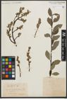 Foto von Salix phylicifolia L.